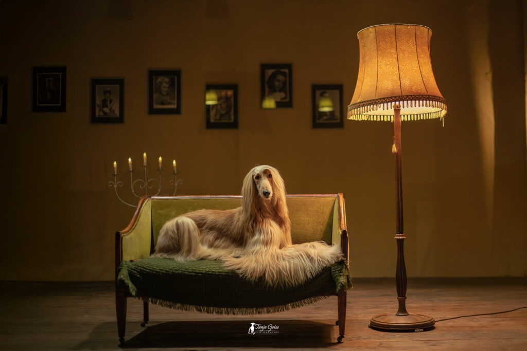 Langhaariger Windhund liegt auf einem Sofa neben einer eingeschalteten Stehlampe